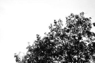 Low angle view of tree against clear sky