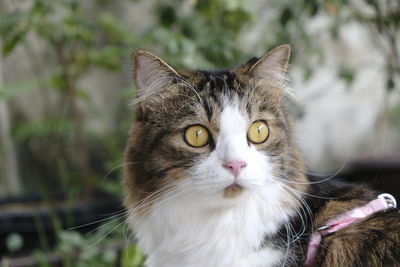 Close-up portrait of cat