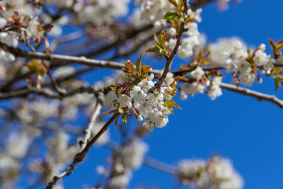 Low angle view of cherry blossoms against sky