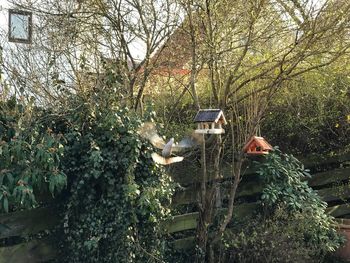 View of birds on bare tree