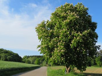 Tree by road amidst field against sky