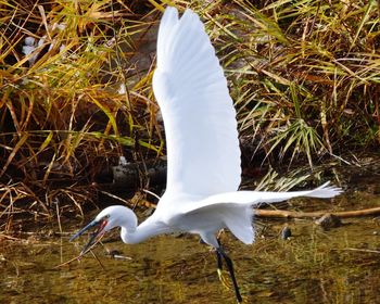 White heron flying over lake