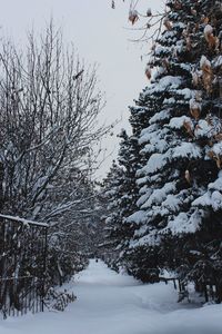 Trees against sky during winter