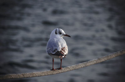 Scenic view of seagull perching on rope