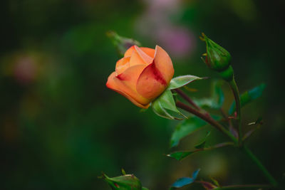 Close-up of rose plant