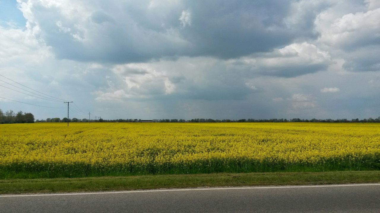 yellow, field, rural scene, agriculture, sky, landscape, growth, tranquil scene, beauty in nature, flower, farm, tranquility, nature, crop, scenics, oilseed rape, cultivated land, cloud - sky, freshness, cloud