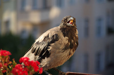 Close-up of owl perching on plant
