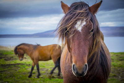 Icelandic horses