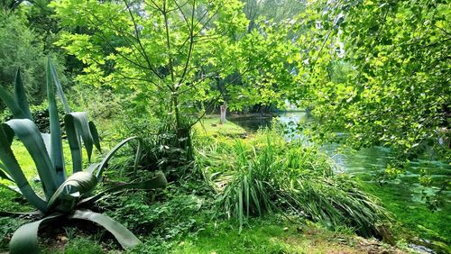 Scenic view of lake in park