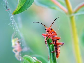 Close-up of insect on plant