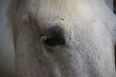 Close-up of a horse