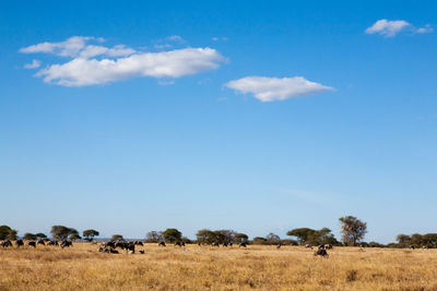 View of sheep on field against sky