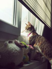 Cat sitting on window sill at home