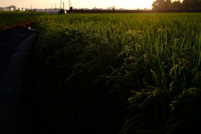 Scenic view of agricultural field