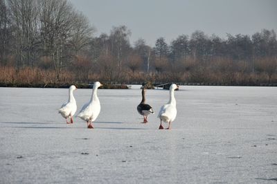 White swans on bare trees