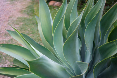 Full frame shot of plant