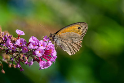 Close-up of butterfly pollinating on purple flower