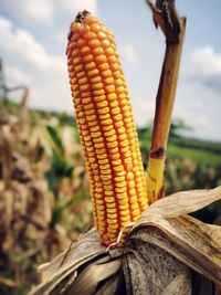 Close-up of corn on field against sky