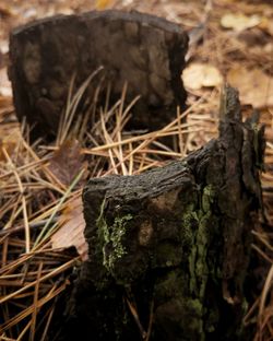 Close-up of tree trunk on field