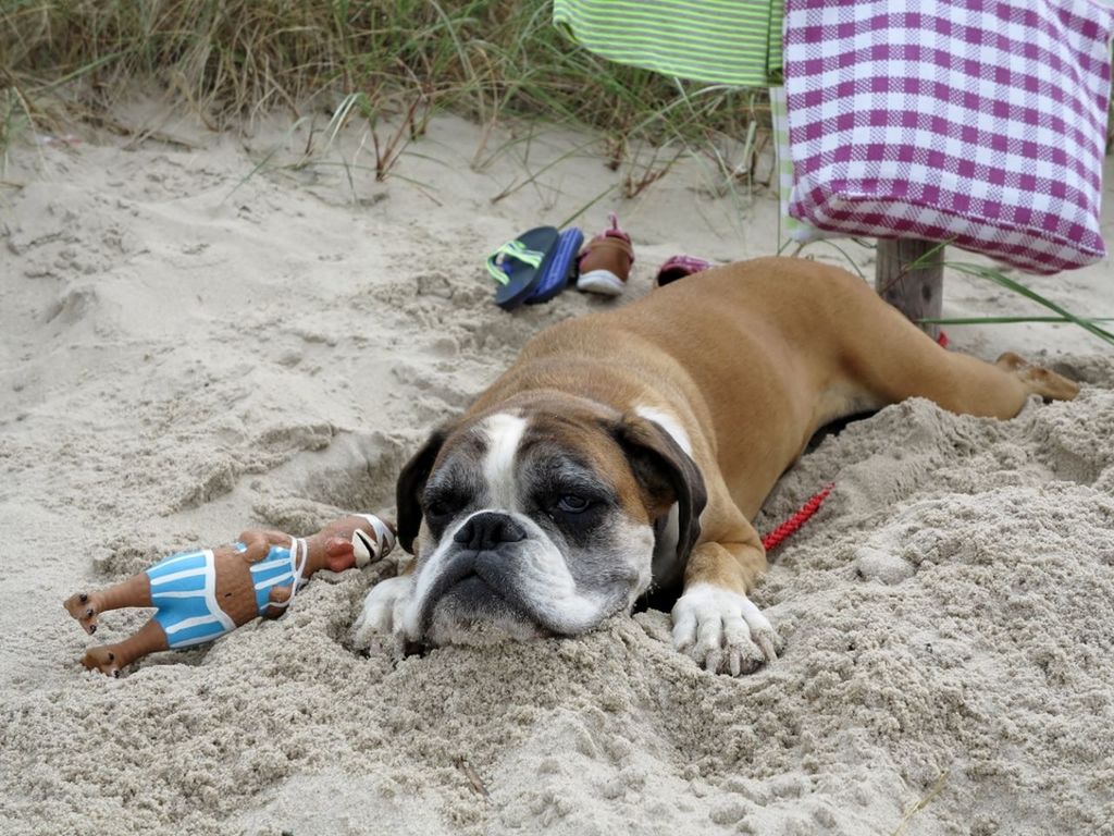 dog, pets, domestic animals, animal themes, one animal, mammal, relaxation, sand, beach, lying down, pet collar, portrait, looking at camera, resting, sitting, puppy, high angle view, relaxing, loyalty, pet leash