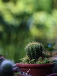 Close-up of cactus plant in pot