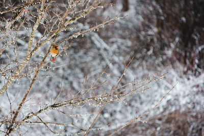 Close-up of bird perching on branch