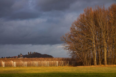 Trees on field against sky