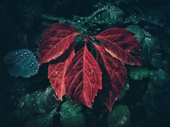 Close-up of wet red leaves on plant during rainy season