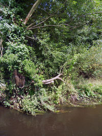 View of tree in forest