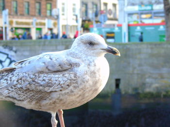 Close-up of seagull