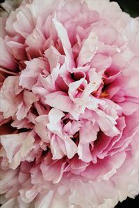 Close-up of pink rose flower