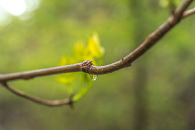 Close-up of yellow leaves on branch