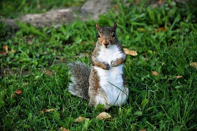 Close-up of squirrel on field