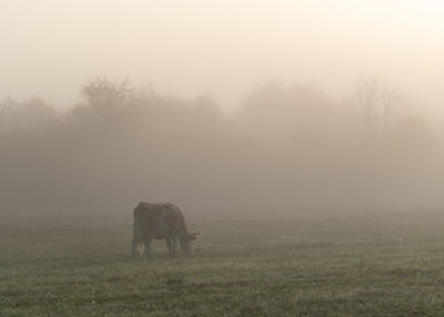 View of cow grazing in field