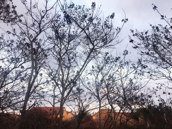 Low angle view of silhouette bird flying against sky