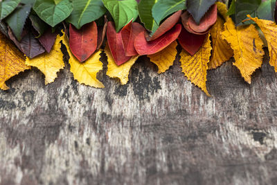 Close-up of multi colored leaves hanging on wood