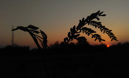 Silhouette plants on field against sky at sunset