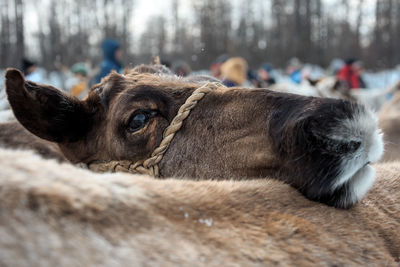 Close-up of a reindeer