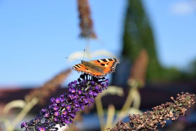 Close-up of butterfly pollinating on purple flower