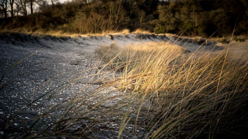 Close-up of grass growing on field