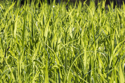 Full frame shot of fresh green field