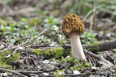 Close-up of mushroom growing on field