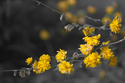 Japanese yellow rose kerria japonica double flower