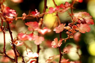 Close-up of pink flowers