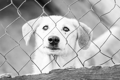 Portrait of dog seen through chainlink fence