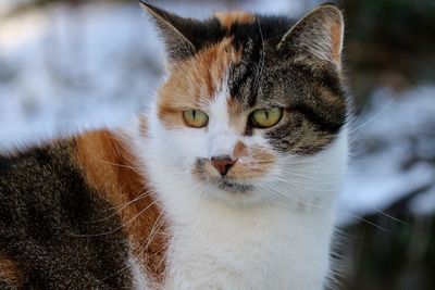 Close-up portrait of cat