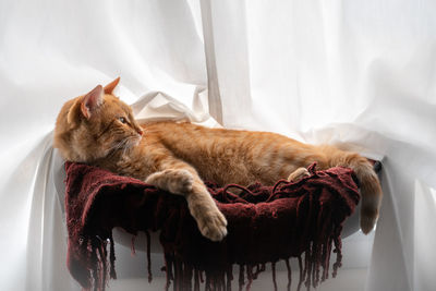 View of a cat sleeping