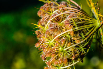 Close-up of flowering plant