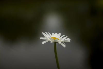 Close-up of white flower blooming outdoors
