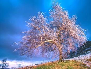 Low angle view of trees against sky during autumn